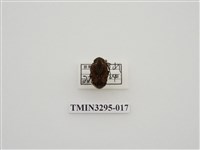 藏品(黑斑陷紋金龜)的圖片